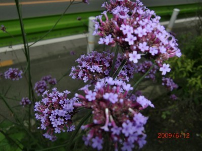 2009.6.12 024.jpg