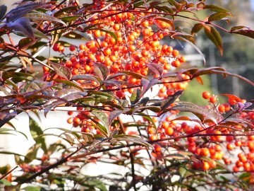 2008.12.21 033.jpg