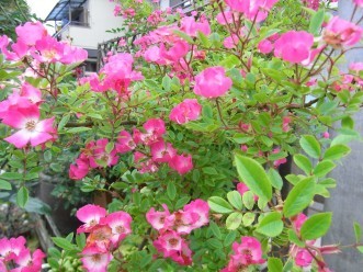 2008.6.11. 002.jpg